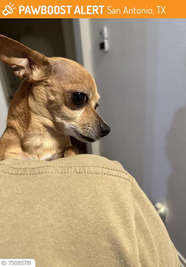 Found/Stray Female Dog last seen off Thousand Oaks near Wetmore, actually found on Markham Ln 78247, San Antonio, TX 78247