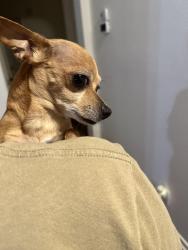 Found/Stray Female Dog last seen off Thousand Oaks near Wetmore, actually found on Markham Ln 78247, San Antonio, TX 78247