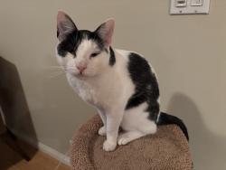 Lost Male Cat last seen PAlos Verdes Dr North and Masongate, Rolling Hills Estates, CA 90274