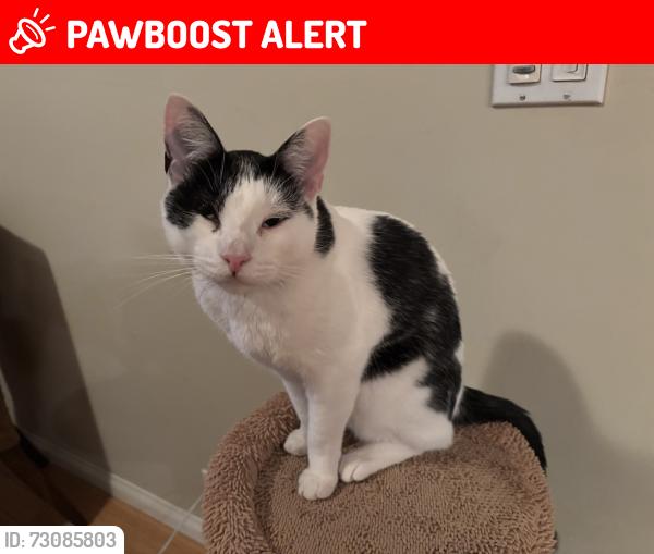 Lost Male Cat last seen PAlos Verdes Dr North and Masongate, Rolling Hills Estates, CA 90274