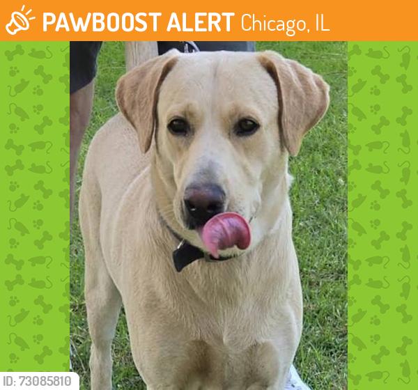 Found/Stray Unknown Dog last seen Target front sliding doors, Chicago, IL 60647