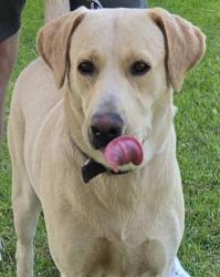 Found/Stray Unknown Dog last seen Target front sliding doors, Chicago, IL 60647
