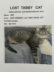 Lost Male Cat last seen Gatestone Highland, Hamilton, ON L8J 3S1