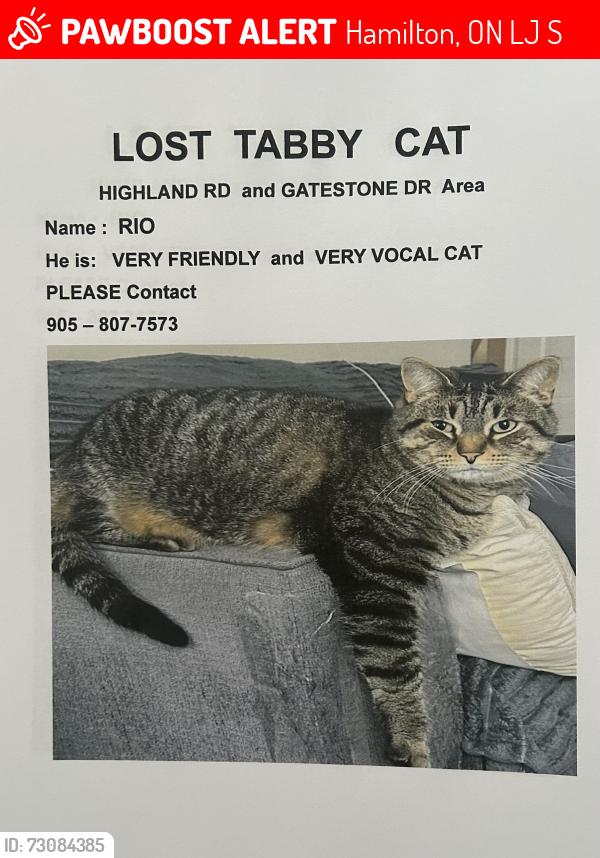 Lost Male Cat last seen Gatestone Highland, Hamilton, ON L8J 3S1