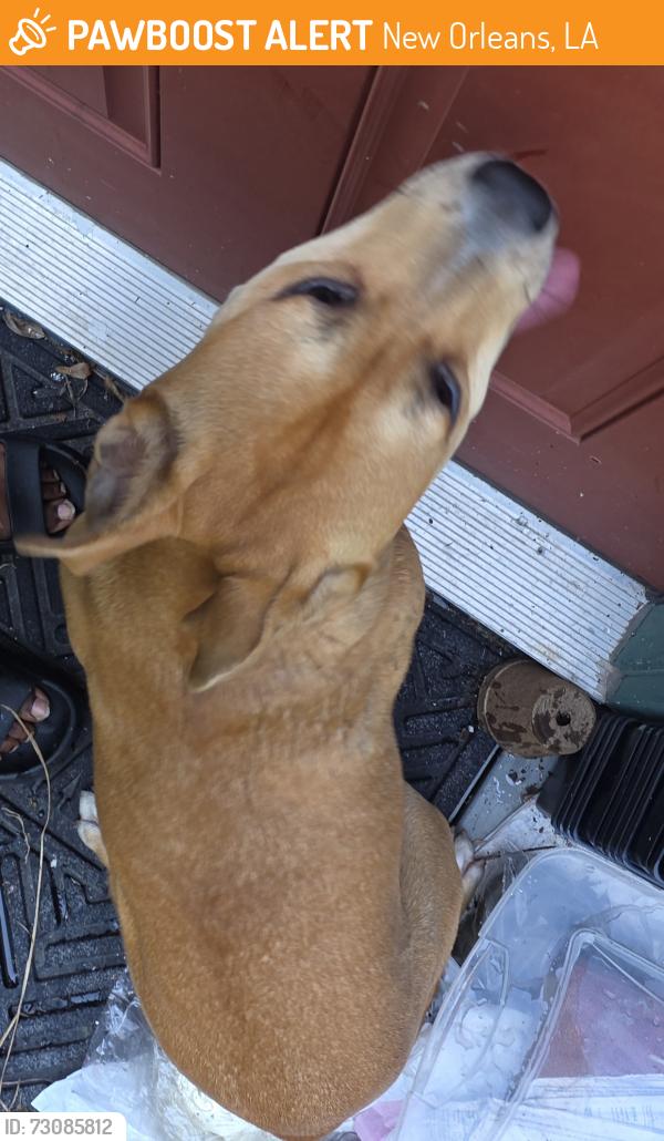 Found/Stray Female Dog last seen N Claiborne and Franklin, New Orleans, LA 70117