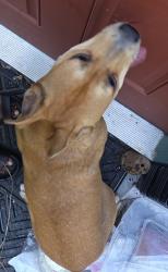 Found/Stray Female Dog last seen N Claiborne and Franklin, New Orleans, LA 70117
