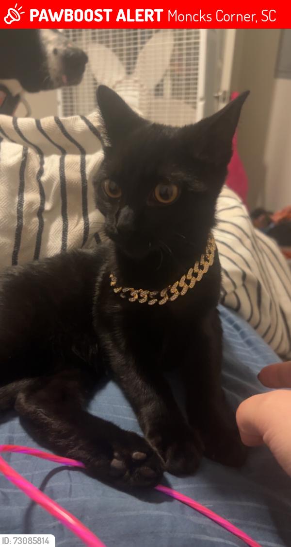 Lost Male Cat last seen Near Emerald Isle drive, Moncks Corner, SC 29461