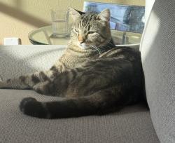 Lost Male Cat last seen Fred’s Row Lane and Pittsburgh Road, St. Helens, OR 97051