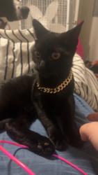 Lost Male Cat last seen Near Emerald Isle drive, Moncks Corner, SC 29461