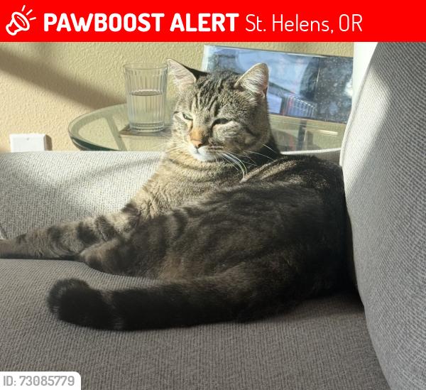 Lost Male Cat last seen Fred’s Row Lane and Pittsburgh Road, St. Helens, OR 97051