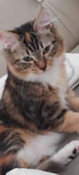 Lost Female Cat last seen Clinton Drive, Accokeek, MD 20607