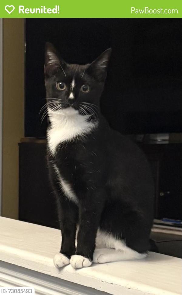 Reunited Female Cat last seen Hitchcock Ave and Mace Ave, Staten Island, NY 10306
