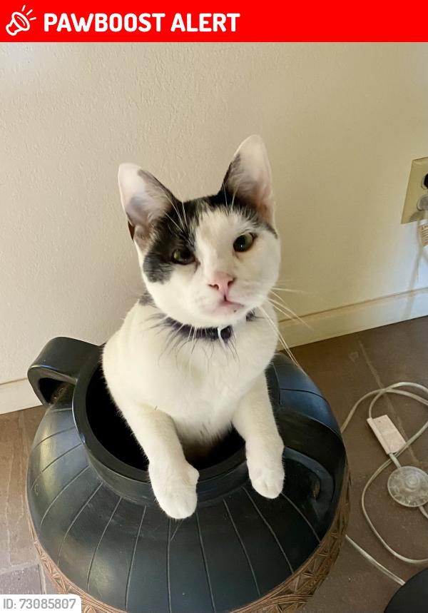 Lost Male Cat last seen Palos Verdes Drive N and Ponderosa Lane, Rolling Hills Estates, CA 90274