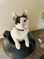 Lost Male Cat last seen Palos Verdes Drive N and Ponderosa Lane, Rolling Hills Estates, CA 90274