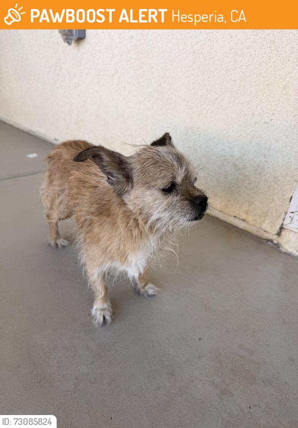 Found/Stray Male Dog last seen Ranchero and cottonwood, Hesperia, CA 92344