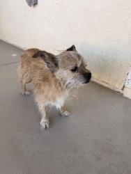 Found/Stray Male Dog last seen Ranchero and cottonwood, Hesperia, CA 92344