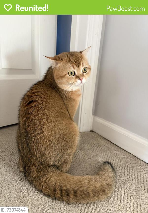 Reunited Male Cat last seen s, South Elgin, IL 60177