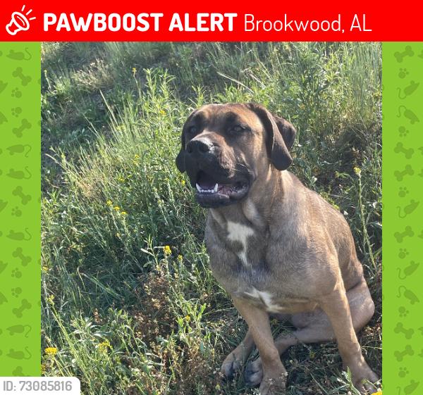 Lost Female Dog last seen Jones heating air conditioning, Brookwood, AL 35444