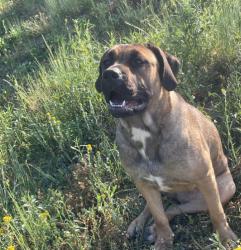 Lost Female Dog last seen Jones heating air conditioning, Brookwood, AL 35444