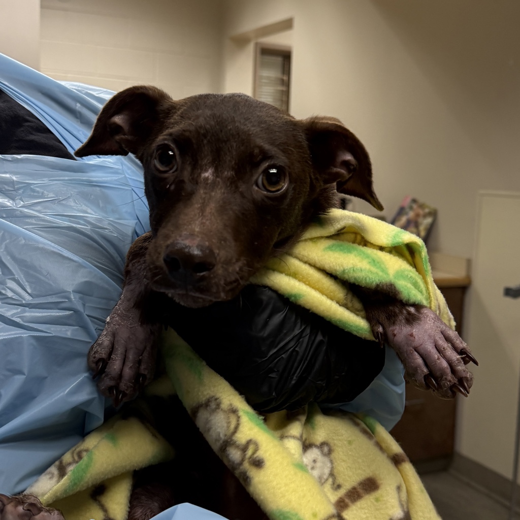 Shelter Stray Female Dog last seen S 45th Street, San Diego, CA, 92113, 5500 Gaines St, San Diego, CA 92110, USA