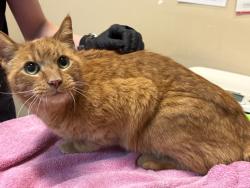Shelter Stray Male Cat last seen Via Tercero, Oceanside, CA, 92056, Oceanside, CA 92058, USA