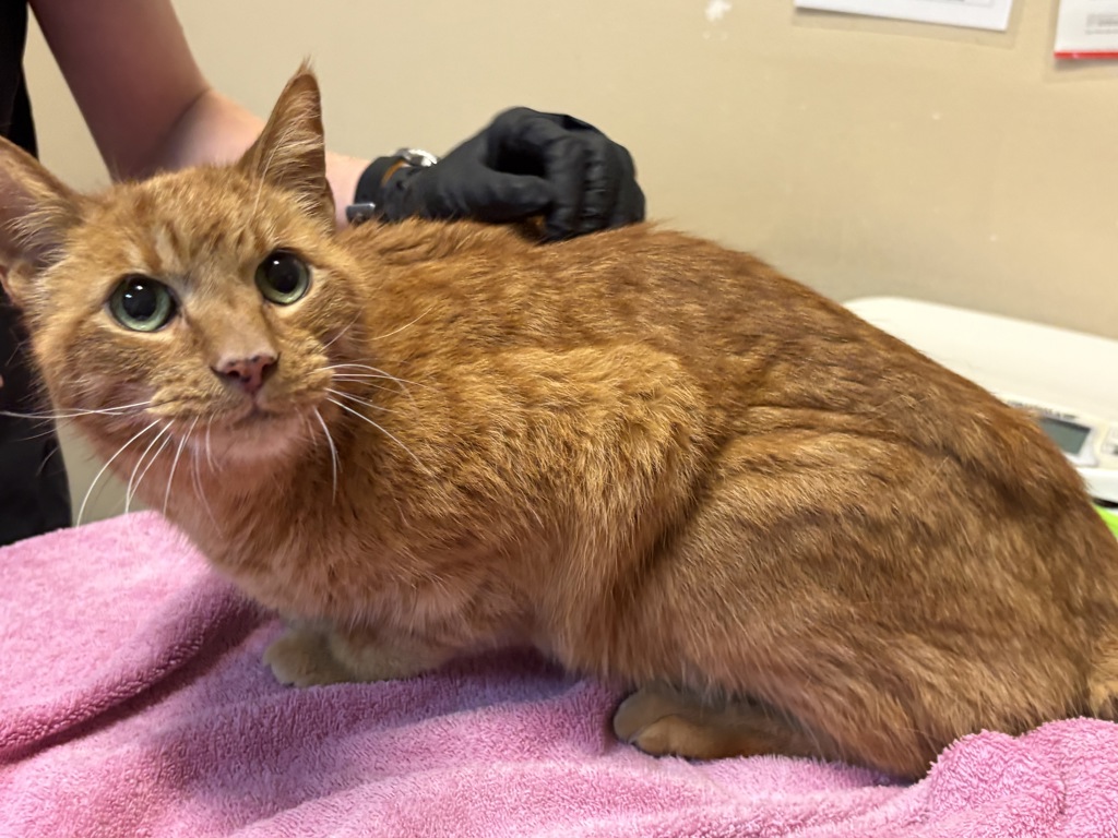 Shelter Stray Male Cat last seen Via Tercero, Oceanside, CA, 92056, Oceanside, CA 92058, USA