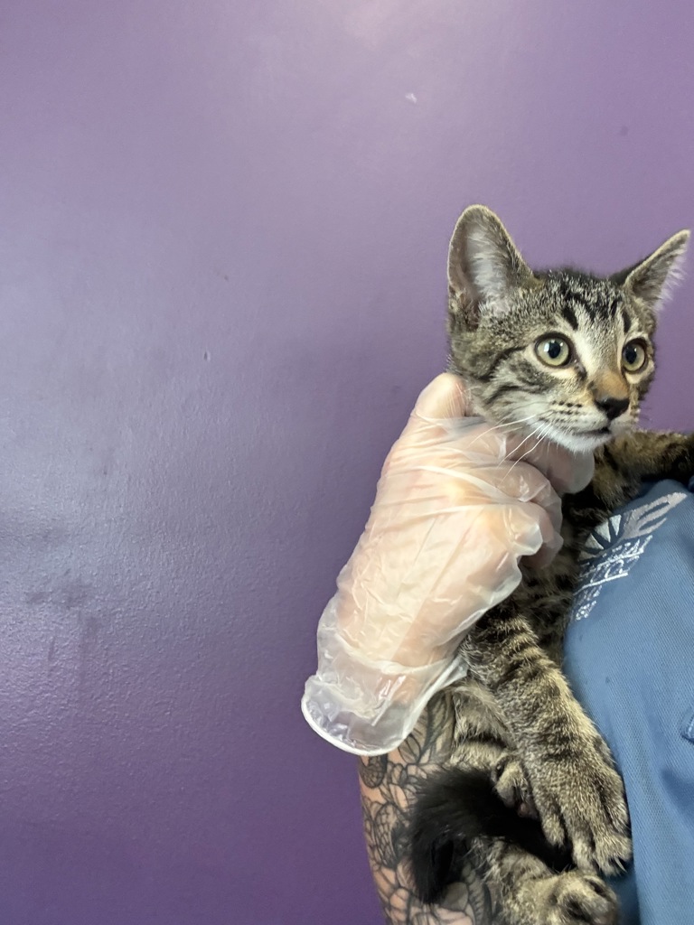 Shelter Stray Male Cat last seen Near W 4985 S, Kearns Township, UT, 84118, 511 W 3900 S, Salt Lake City, UT 84123, USA