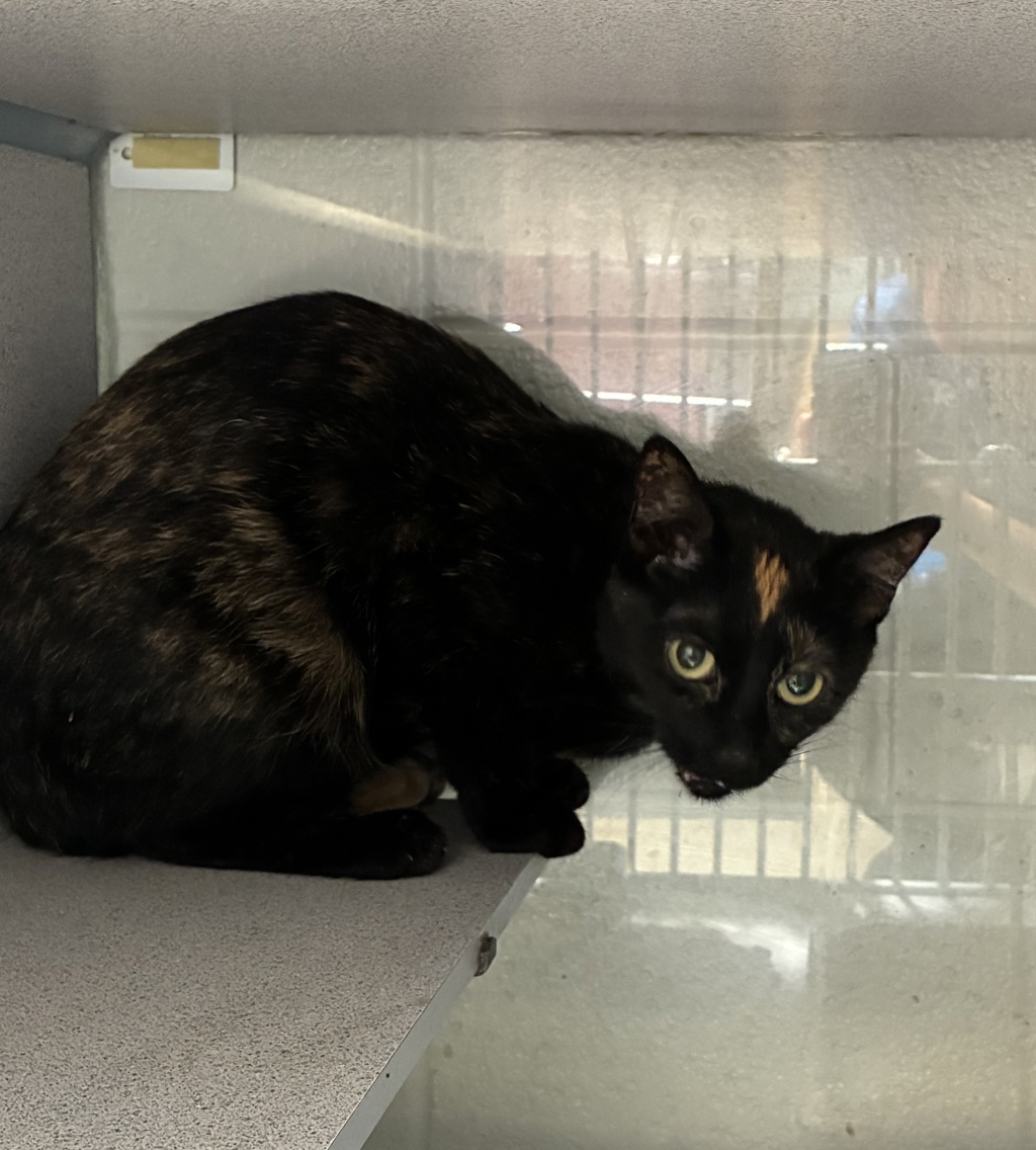 Shelter Stray Female Cat last seen Near W 3900 S, MILLCREEK, UT, 84123, 511 W 3900 S, Salt Lake City, UT 84123, USA
