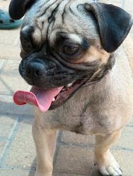 Shelter Stray Male Dog last seen Loop 1, AUSTIN, TX, 78758, 7201 Levander Loop bldg a, Austin, TX 78702, USA