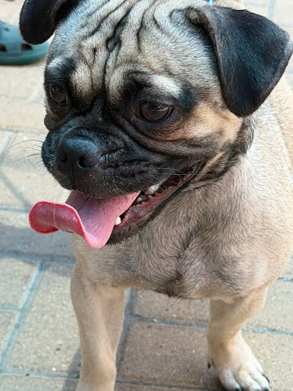 Shelter Stray Male Dog last seen Loop 1, AUSTIN, TX, 78758, 7201 Levander Loop bldg a, Austin, TX 78702, USA