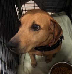 Shelter Stray Female Dog last seen Near Pond Woods Road, AUSTIN, TX, 78729, 7201 Levander Loop bldg a, Austin, TX 78702, USA