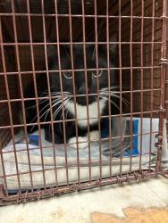 Shelter Stray Male Cat last seen Apt a,11700 Offaly Drive, AUSTIN, TX, 78754, 7201 Levander Loop bldg a, Austin, TX 78702, USA
