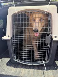 Shelter Stray Male Dog last seen Near Loch Erie Cove, BUDA, TX, 78610, 7201 Levander Loop bldg a, Austin, TX 78702, USA