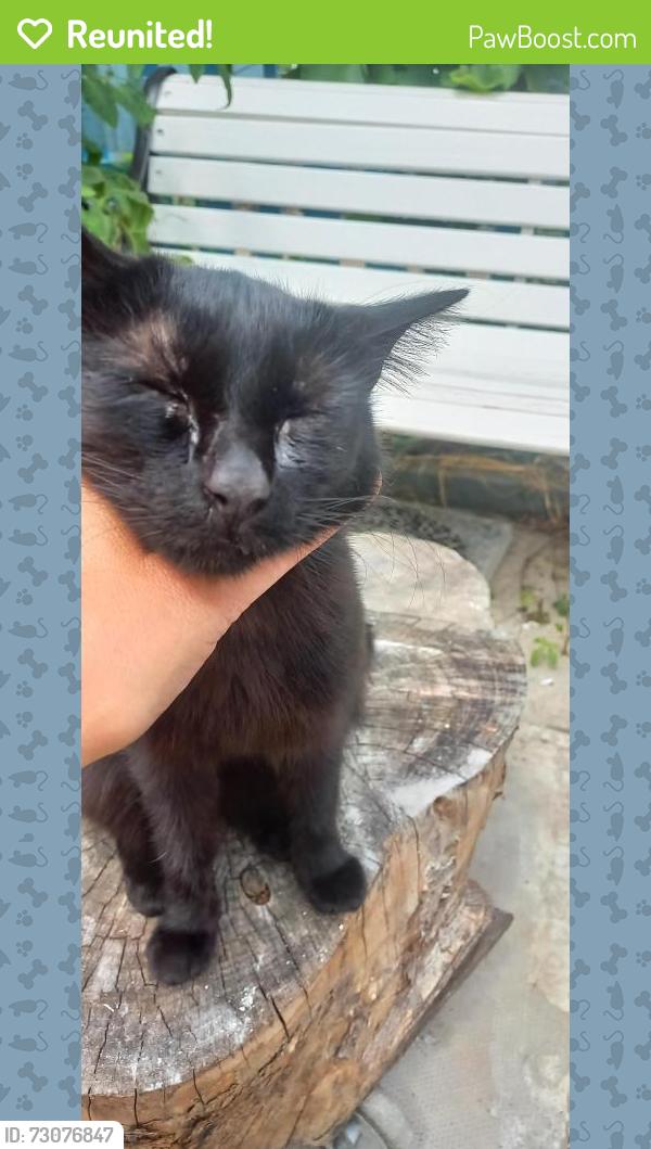 Reunited Female Cat last seen Connaught Allotments, Stansfeld Road, Beckton, London, E6 4LT, Greater London, England 