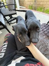 Found/Stray Male Dog last seen Rosecrans and Sunny Hills, Fullerton, CA 92833