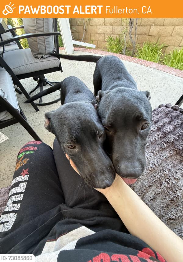 Found/Stray Male Dog last seen Rosecrans and Sunny Hills, Fullerton, CA 92833