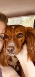 Reunited Female Dog last seen Kellog creek, galts ferry , Acworth, GA 30102