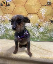 Lost Female Dog last seen Exmoor dr sorrento fl, Sorrento, FL 32776