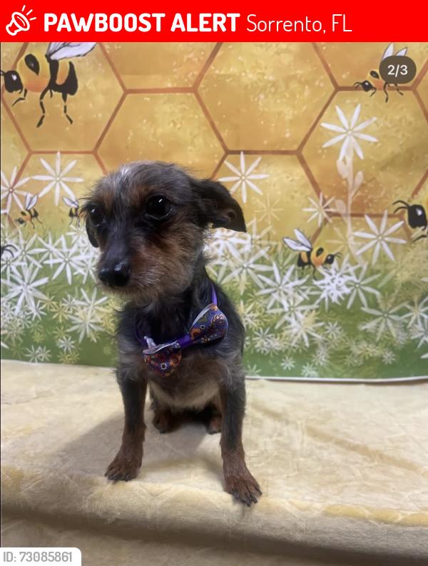 Lost Female Dog last seen Exmoor dr sorrento fl, Sorrento, FL 32776