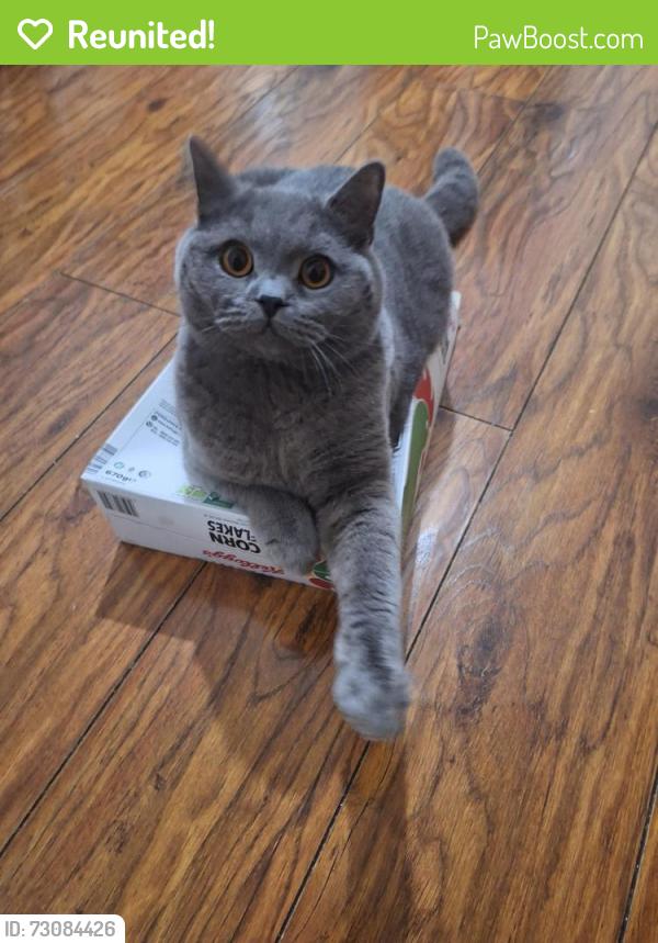 Reunited Male Cat last seen Arrow road , Greater London, England E3 3HE