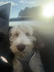 Lost Male Dog last seen Chesley, Los Angeles, CA 90043