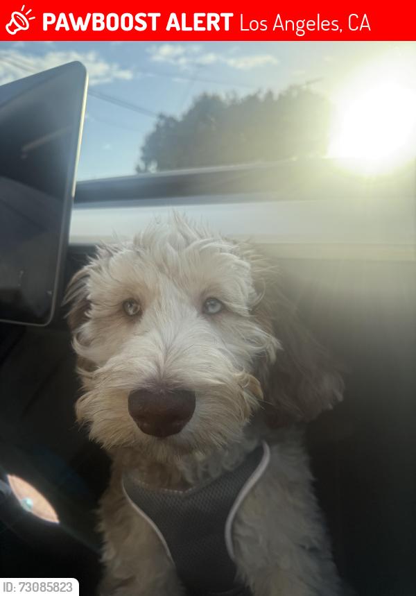 Lost Male Dog last seen Chesley, Los Angeles, CA 90043