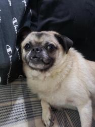 Lost Male Dog last seen West covina, West Covina, CA 91790