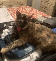 Lost Female Cat last seen Knollwood, Mobile, AL 36693