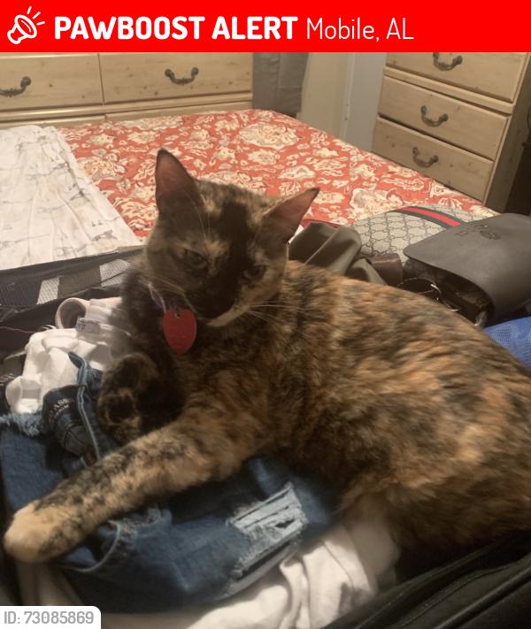 Lost Female Cat last seen Knollwood, Mobile, AL 36693