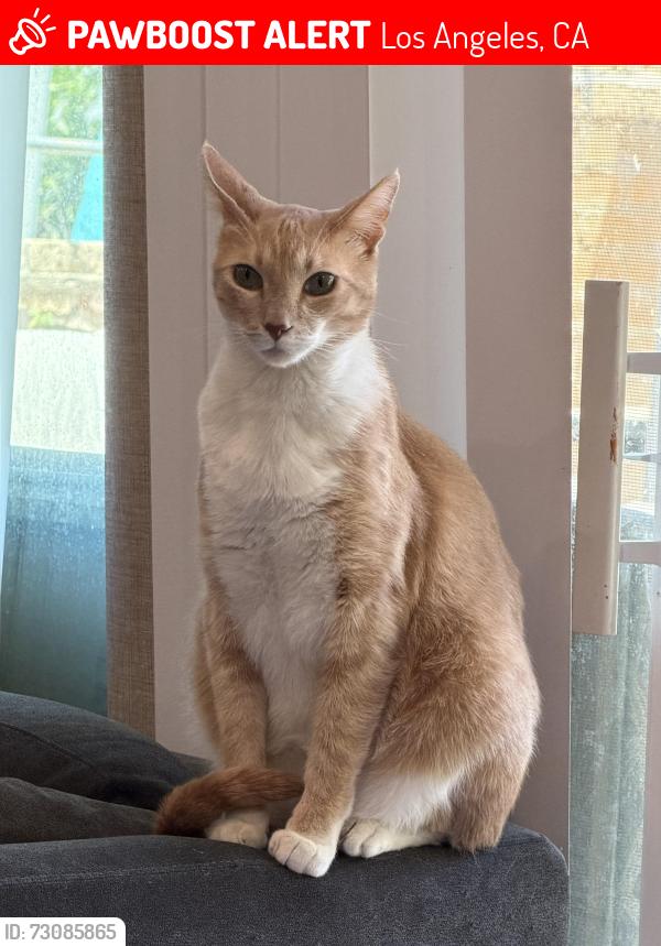 Lost Male Cat last seen topanga canyon blvd and andora av, Los Angeles, CA 91311