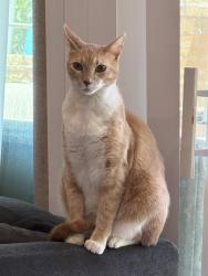 Lost Male Cat last seen topanga canyon blvd and andora av, Los Angeles, CA 91311