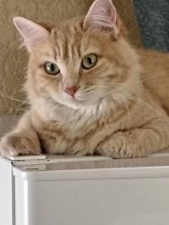 Lost Female Cat last seen 9th ave N St Petersburg and 34th st N St Petersburg, St. Petersburg, FL 33713