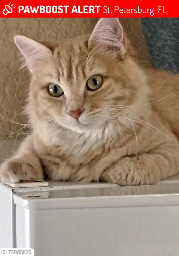 Lost Female Cat last seen 9th ave N St Petersburg and 34th st N St Petersburg, St. Petersburg, FL 33713