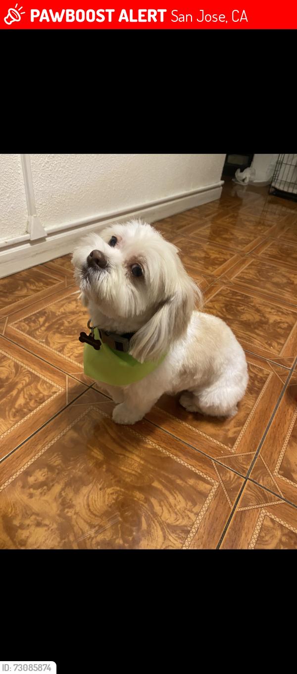 Lost Male Dog last seen Lochner, San Jose, CA 95127